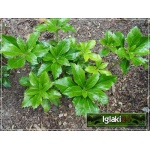 Pachysandra terminalis Green Sheen - Runianka japońska Green Sheen - ciemnozielona, kwiaty białe, wys 30, kw 5 FOTO