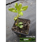 Pachysandra terminalis Green Sheen - Runianka japońska Green Sheen - ciemnozielona, kwiaty białe, wys 30, kw 5 FOTO