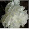 Paeonia lactiflora Corine Weison - Piwonia chińska Corine Weison - kwiaty białe pełne, wys. 100, kw. 6/7 FOTO
