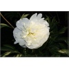 Paeonia lactiflora Duchesse de nemours - Piwonia chińska Duchess de nemour - kwiaty białe pełne, wys. 80, kw. 5/6 FOTO