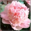 Paeonia lactiflora Edens Perfume - Piwonia chińska Edens Perfume - różowe, kw 6/7 FOTO