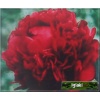 Paeonia lactiflora Henry Bockstoce - Piwonia chińska Henry Bockstoce - kwiaty czerwone pełne, wys. 90, kw. 5/6 FOTO