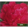 Paeonia lactiflora Louis van houtte - Piwonia chińska Louis van houtte - różowo-czerwone, wys. 60, kw. 6/7 FOTO