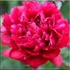 Paeonia lactiflora Madame Gaudichau - Piwonia chińska Madame Gaudichau - kwiaty karmazynowo-czerwone pełne, wys. 90, kw. 5/6 FOTO
