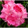 Paeonia lactiflora Mme Emile Debatene - Piwonia chińska Mme Emile Debatene - kwiaty lawendowo-różowe pełne, wys. 80, kw. 5/6 FOTO