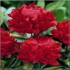Paeonia lactiflora Red Magic - Piwonia chińska Red Magic - czerwone, wys 75, kw 5/6 FOTO 