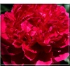 Paeonia lactiflora Red Supreme - Piwonia chińska Red Supreme - kwiat czerwono różowy, pełny, wys 80, kw 5/6 FOTO
