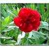 Paeonia lactiflora Rubra Plena - Piwonia chińska Rubra Plena - kwiat czerwony, pełny, wys. 80, kw. 5/6 FOTO