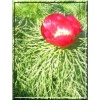 Paeonia tenuifolia Smootha - Piwonia delikatna Smootha - kwiaty ciemnoczerwone pojedyncze, wys. 50, kw. 5/6 FOTO