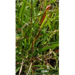 Panicum Virgatum Rotstrahlbusch - Proso Rózgowate Rotstrahlbusch - brązowe kłosy, wys. 80, kw 7/8 C2