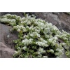 Paronychia serpyllifolia - Paronychia macierzankolistna - biały,  wys 5, kw 5/7 FOTO