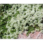 Paronychia serpyllifolia - Paronychia macierzankolistna - biały,  wys 5, kw 5/7 FOTO
