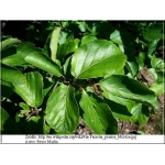 Parrotia persica - Parrocja perska FOTO 