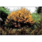 Parrotia persica - Parrocja perska FOTO 
