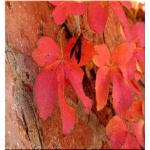 Parthenocissus quinquefolia - Winobluszcz pięciolistkowy dzikie wino FOTO
