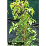 Parthenocissus quinquefolia Murorum - Winobluszcz pięciolistkowy odm. Murowa FOTO