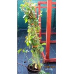 Parthenocissus quinquefolia Murorum - Winobluszcz pięciolistkowy odm. Murowa FOTO