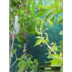 Parthenocissus quinquefolia Engelmannii - Winobluszcz pięciolistkowy Engelmannii FOTO