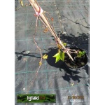 Parthenocissus tricuspidata Veitchii - Winobluszcz trójklapowy Veitchii C2 20-40cm