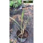 Pennisetum Alopecuroides Cassian - Rozplenica japońska Cassian - Piórkówka japońska Cassian - ciemnozielone, wys. 60, kw. 8/10 FOTO