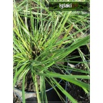 Pennisetum alopecuroides Gelbstiel - Rozplenica japońska Gelbstiel - Piórkówka japońska Gelbstiel - zielone, wys. 60, kw. 8/10 FOTO