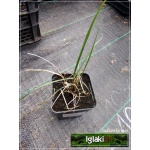 Pennisetum alopecuroides Hameln - Rozplenica japońska Hameln - Piórkówka japońska Hameln - zielony liść, wys. 50/100, kw. 6/10 C0,5