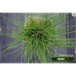 Pennisetum alopecuroides Hameln - Rozplenica japońska Hameln - Piórkówka japońska Hameln - zielony liść, wys. 50/100, kw. 6/10 FOTO