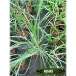 Pennisetum Alopecuroides Moudry - Rozplenica japońska Moudry - Piórkówka japońska Moudry - ciemnozielony, wys. 100, kw. 8/9 C0,5