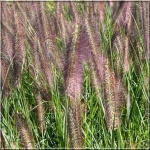 Pennisetum Alopecuroides - Rozplenica japońska - Piórkówka japońska - czerwonobrązowe kłosy, wys 40/60, kw 8/10 C0,5 