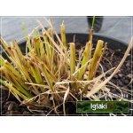 Pennisetum alopecuroides Hameln - Rozplenica japońska Hameln - Piórkówka japońska Hameln - zielony liść, wys. 50/100, kw. 6/10 FOTO