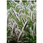 Pennisetum Alopecuroides Viridescens - Rozplenica japońska Viridescens - Piórkówka japońska Viridescens - jasnozielone, wys. 100, kw. 8/10 FOTO