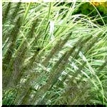 Pennisetum Alopecuroides Viridescens - Rozplenica japońska Viridescens - Piórkówka japońska Viridescens - jasnozielone, wys. 100, kw. 8/10 FOTO