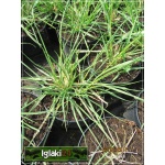 Pennisetum macrourum - Piórkówka afrykańska - Rozplenica afrykańska - niebiesko-zielone, wys. 80, kw. 6/8 FOTO 