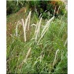 Pennisetum orientale Tall Tails - Piórkówka wschodnia Tall Tails - Rozplenica wschodnia Tall Tails - zielone, wys. 100, kw. 6/10 FOTO 