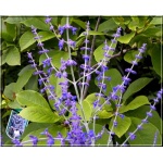 Perovskia atriplicifolia Blue Spire - Perowskia łobodolistna Blue Spire FOTO