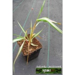 Phalaris arundinacea Feesey - Mozga trzcinowata Feesey - wys. 100, kw 6/7 C0,5 