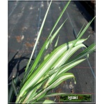 Phalaris arundinacea Feesey - Mozga trzcinowata Feesey - wys. 100, kw 6/7 FOTO 
