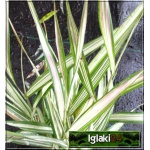 Phalaris arundinacea Feesey - Mozga trzcinowata Feesey - wys. 100, kw 6/7 FOTO 