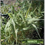 Phalaris arundinacea Picta - Mozga trzcinowata Picta - żółto-paskowane liście, wys 40/90, kw 6/7 C0,5