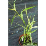 Phalaris arundinacea Picta - Mozga trzcinowata Picta - zółto-paskowane liście, wys 40/90, kw 6/7 FOTO