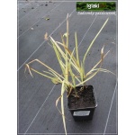 Phalaris arundinacea Picta - Mozga trzcinowata Picta - zółto-paskowane liście, wys 40/90, kw 6/7 FOTO