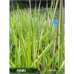 Phalaris arundinacea Tricolor - Mozga trzcinowata Tricolor - trzykolorowe pędy, wys 40/90, kw 6/7 C0,5