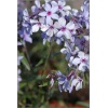 Phlox divaricata Chattahoochee - Płomyk kanadyjski Chattahoochee - Floks kanadyjski Chattahoochee - fioletowo-niebieskie, wys. 20, kw. 4/6 C1,5