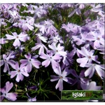 Phlox douglasii Lilac Cloud - Płomyk Douglasa Lilac Cloud - Floks Douglasa Lilac Cloud - fioletowo-różowe, wys 10, kw 4/5 FOTO