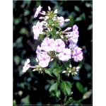 Phlox maculata Natascha - Płomyk plamisty Natascha - Floks plamisty Natascha - różowe, wys. 90, kw 6-8/9 FOTO zzzz