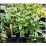 Phlox Paniculata Amethyst - Płomyk wiechowaty Amethyst - Floks wiechowaty Amethyst - fioletowo-różowe, wys. 100, kw. 7/8 FOTO