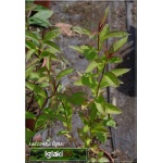 Phlox Paniculata Amethyst - Płomyk wiechowaty Amethyst - Floks wiechowaty Amethyst - fioletowo-różowe, wys. 100, kw. 7/8 FOTO