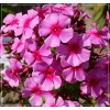 Phlox paniculata Dorffreude - Floks wiechowaty Dorffreude  - różowe, wys. 120, kw. 7/9 FOTO