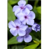 Phlox paniculata Flame Violet - Płomyk wiechowaty Flame Violet - Floks wiechowaty Flame Violet - jasnofioletowe, wys. 50, kw. 7/9 FOTO