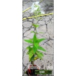 Phlox paniculata Fujiama - Płomyk wiechowaty Fujiama - Floks wiechowaty Fujiama - biały, wys 120, kw 7/8 FOTO